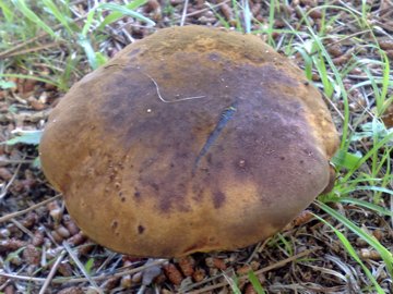 Determinazione di un Boletus